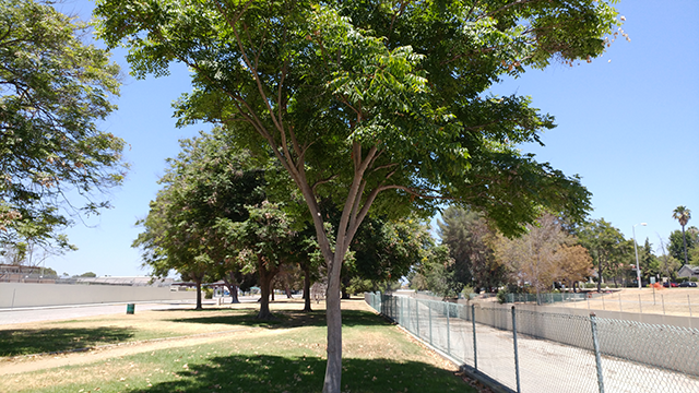 tree-regulat-aparat de fotografiat