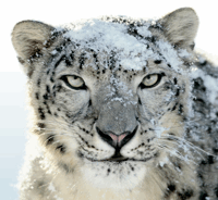 Cum să faceți upgrade la Snow Leopard și ce ar trebui să știți [Mac] leopard de zăpadă