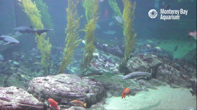 Camara rechinului acvariu din Monterey Bay