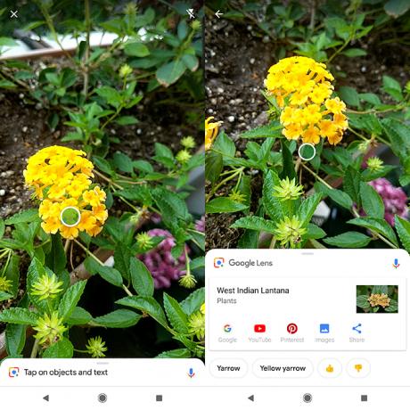 Cum să identifici plantele și florile folosind camera telefonului Google Lens