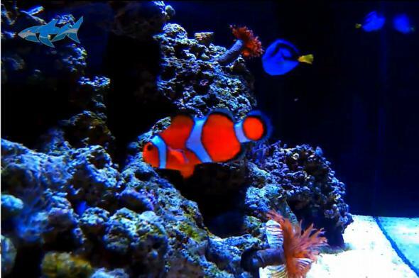 animal-planeta-live-clownfish