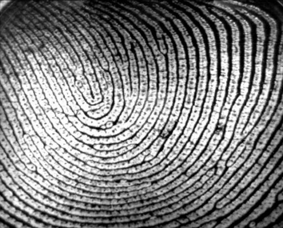 Scanerul de amprentă iPhone 5S mărește șansa de furt? fingerprint1