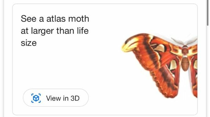 Google AR Căutare Atlas Moth