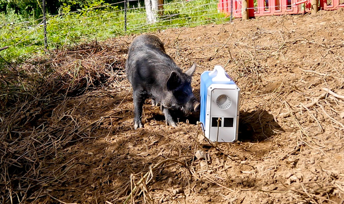 EB240 în aer liber cu porci