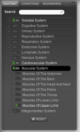 anatomia corpului uman