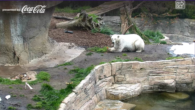 San Diego Zoa Polar Bear Cam