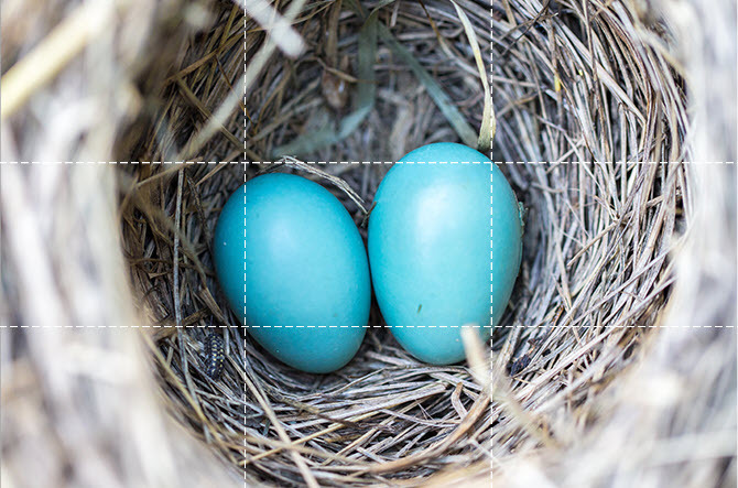 Ouă plasate în centrul unei fotografii