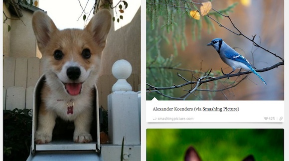 10 tumbluri grozave și inspirate pentru a vă distruge tabloul de bord BestTumblrs Animal Blog